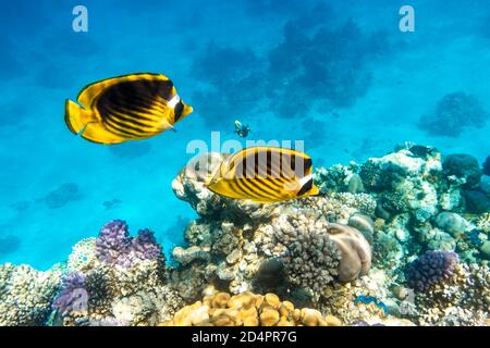Coppia di pesci butterflyfish di Raccoon (Chaetodon lunula, mascherata da mezzaluna, pesce farfalla di luna) su una barriera corallina, acque blu chiaro. Due pesci tropicali colorati Foto Stock