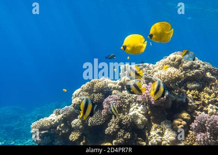 Pesci farfalla azzurri (Chaetodon semilarvatus, maschera Blu, pesce farfalla dorato) e la scuola di corallano Pennant su una barriera corallina. Yello tropicale Foto Stock