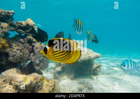 Raccoon butterflyfish (Chaetodon lunula) sopra la barriera corallina, acque turchesi blu chiaro. Pesci tropicali colorati nell'oceano. Bellezza saltwat spogliato Foto Stock