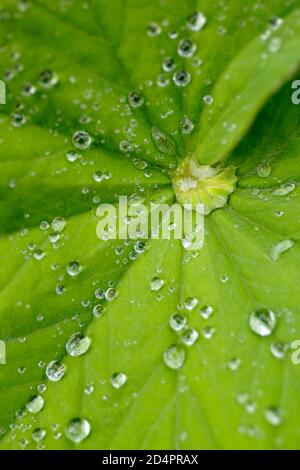 Alchemilla mollis. Goccioline di acqua piovana raggruppate sulla foglia di mantello di Lady in un giardino inglese. REGNO UNITO Foto Stock