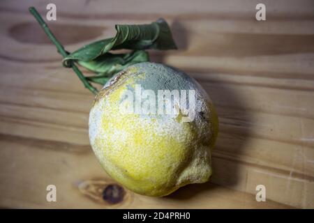 Un limone ricoperto di muffa poggiante su una superficie di legno Foto Stock