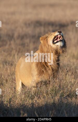 Leone ruggito (Panthera leo) nel Masaai Mara del Kenya Foto Stock