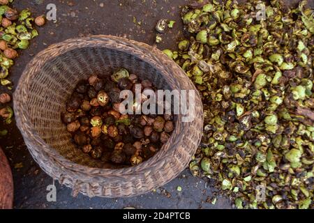 Le noci fresche raccolte vengono viste in un cesto durante la stagione di raccolta alla periferia di Srinagar. Foto Stock