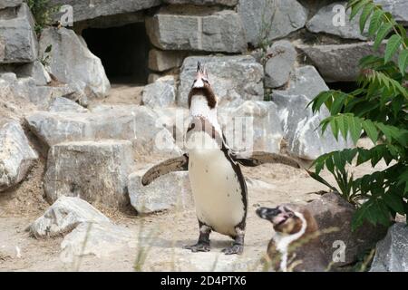 Un pinguino imperatore che batte le ali nello zoo Foto Stock