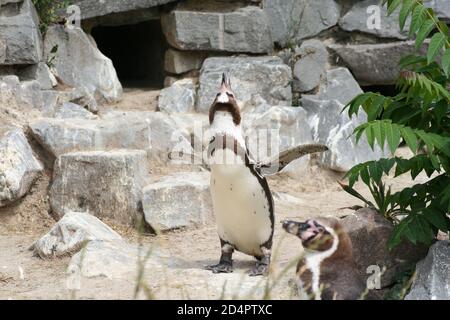 Un pinguino imperatore che batte le ali nello zoo Foto Stock