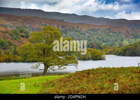 Lake District, Regno Unito. 10 Ott 2020. Colori autunnali in mostra a Rydal Water, Rydal, Ambleside nel Lake District, UK Credit: John Eveson/Alamy Live News Foto Stock