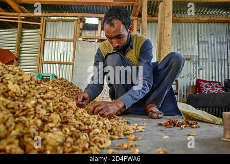 Srinagar, JAMMU e KASHMIR, India. 10 Ott 2020. Un agricoltore smista i noccioli di noce durante la stagione di raccolta alla periferia di Srinagar. Credit: Saqib Majeed/SOPA Images/ZUMA Wire/Alamy Live News Foto Stock