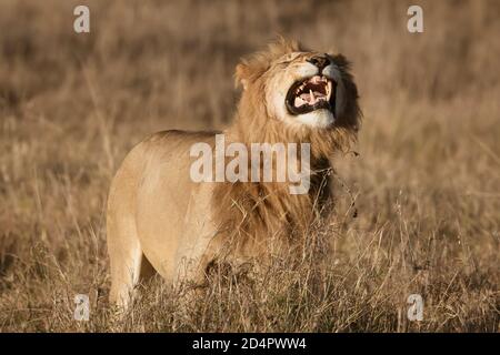 Leone ruggito (Panthera leo) nel Masaai Mara del Kenya Foto Stock