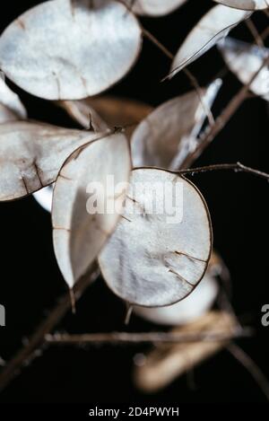 Silicette traslucide dell'onestà annuale (Lunaria annua) in autunno. Foto Stock