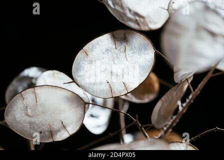 Silicette traslucide dell'onestà annuale (Lunaria annua) in autunno. Foto Stock