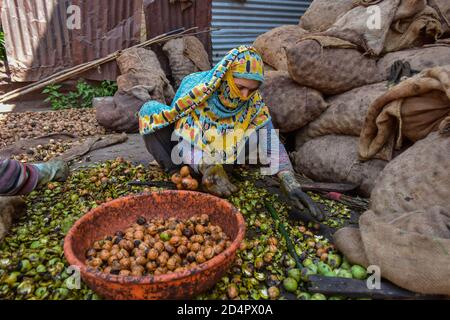 Srinagar, JAMMU e KASHMIR, India. 10 Ott 2020. Un contadino ha visto sbucciare le noci durante la stagione del raccolto alla periferia di Srinagar. Credit: Saqib Majeed/SOPA Images/ZUMA Wire/Alamy Live News Foto Stock