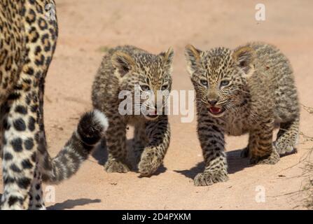 Due cuccioli di leopardo (Pantera pardus) di dodici settimane che seguono dietro la madre. Foto Stock
