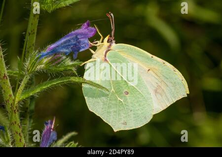 Cleopatra farfalla, Gonepteryx cleopatra, su una foglia, Catalogna, Spagna Foto Stock