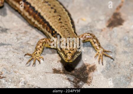 Comune muro lucertola, Podarcis muralis, su una roccia, Catalogna Spagna Foto Stock