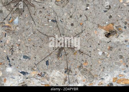 Crane-fly maschio (Tipula sp) Riparando sulla parete di mare di cemento a Herne Bay Foto Stock