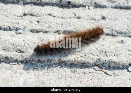 Oak Eggar (Lasiocampa trifolii) caterpillar sul lungomare di Herne Bay, Kent Foto Stock