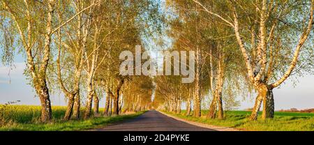 Stretta strada di campagna attraverso viale di betulla in primavera, luce notturna, Burgenlandkreis, Sassonia-Anhalt, Germania, Europa Foto Stock