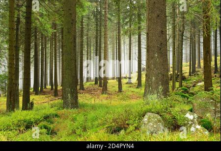 Natura selvaggia nel Parco Nazionale di Harz, foresta di abeti ricoperta di nebbia, massi ricoperti di muschio, nei pressi di Schierke, Germania ( Sachsen-Anhalt) Foto Stock