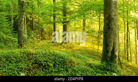 Foresta decidua inondata di luce nella calda luce del sole del mattino, il sole splende attraverso nebbia, faggio e acero, Turingia Slate Mountains, vicino a Bad lOb Foto Stock