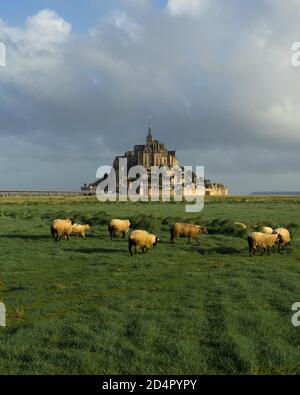 Pascolo di pecore in un prato di fronte a le Mont-Saint-Michel, dipartimento della Manica, Normandia, Francia, Europa Foto Stock