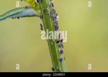 Formicidi (Formicidae) lacca gli afidi (Aphidoidea) su piante, Baviera, Germania, Europa Foto Stock