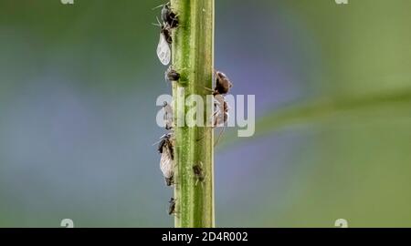 Formicidi (Formicidae) lacca gli afidi (Aphidoidea) su piante, Baviera, Germania, Europa Foto Stock