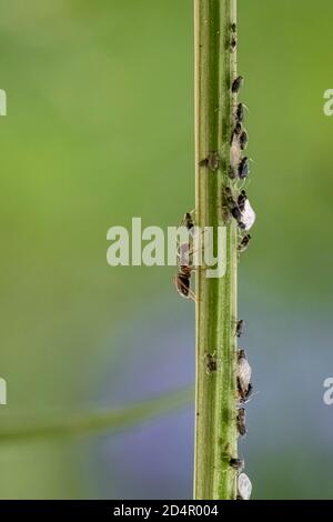 Formicidi (Formicidae) lacca gli afidi (Aphidoidea) su piante, Baviera, Germania, Europa Foto Stock