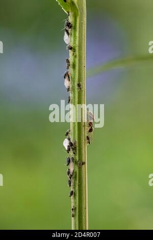 Formicidi (Formicidae) lacca gli afidi (Aphidoidea) su piante, Baviera, Germania, Europa Foto Stock