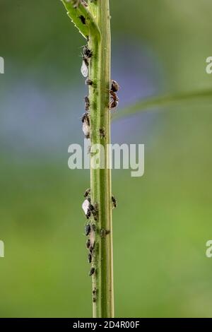 Formicidi (Formicidae) lacca gli afidi (Aphidoidea) su piante, Baviera, Germania, Europa Foto Stock