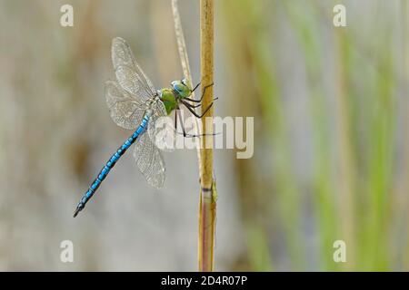 Dragonfly imperatore (imperatore di anax) maschio su fusto di canna, Canton Argovia, Svizzera, Europa Foto Stock