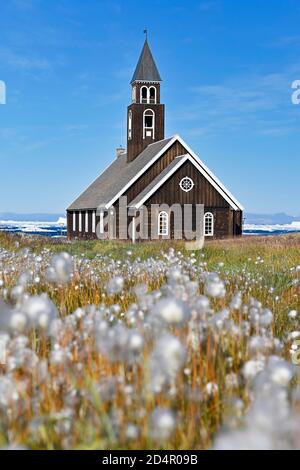 Cottongrass ( Eriophorum) , in un prato, dietro la Chiesa di Sion nella baia di Disko, Ilulissat, Groenlandia occidentale, Groenlandia, America del Nord Foto Stock