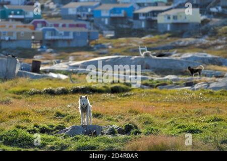 Cane della Groenlandia in piedi su un altopiano roccioso, dietro case di legno della città, Ilulissat, Groenlandia occidentale, Groenlandia, Nord America Foto Stock