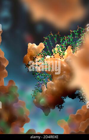 Interazione di DNA e proteine a livello molecolare. Le proteine leganti il DNA controllano la trascrizione, l'espressione genica, ecc. sulla base dei dati scientifici del PDB Foto Stock