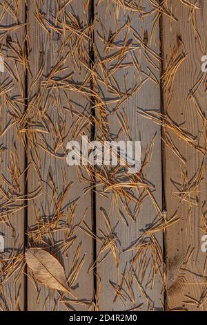 Aghi di pino caduto su sfondo di legno. Foto di alta qualità Foto Stock