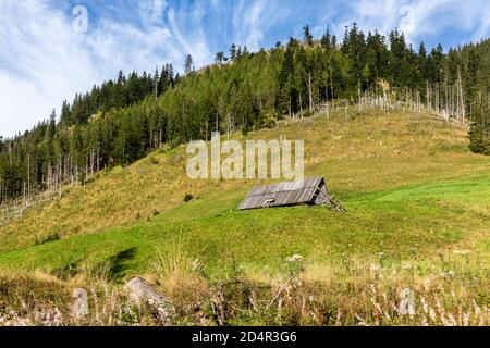 Piccola capanna di pastore in legno su una collina verde vivida con foresta nella valle di Lejowa nei Monti Tatra, Polonia. Foto Stock