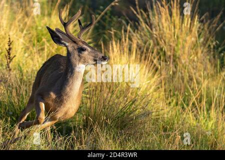 Anatra con coda bianca con Antlers in esecuzione. Oregon, Ashland, Cascade Siskiyou National Monument, estate Foto Stock