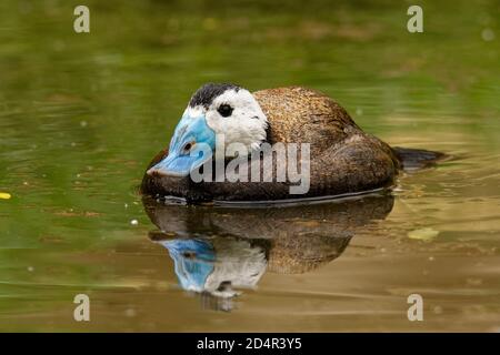 Anatra a testa bianca - Oxyura Anas leucephala piccolo uccello anatra a coda rigida, testa bianca con corona nera, becco blu, noto dalla Spagna, Nord Africa, Wes Foto Stock