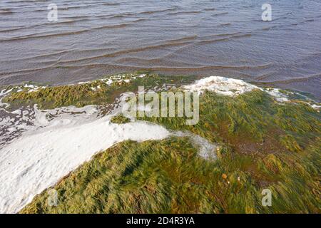 Alghe verdi sulla riva del mare Naturale, sfondo. Foto di alta qualità Foto Stock