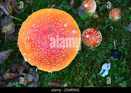 Funghi Amanita (Amanitaceae). Uno dei funghi più tossici al mondo. Responsabile di oltre la metà di tutti i casi di avvelenamento da funghi. 6 pollici di diametro. Foto Stock