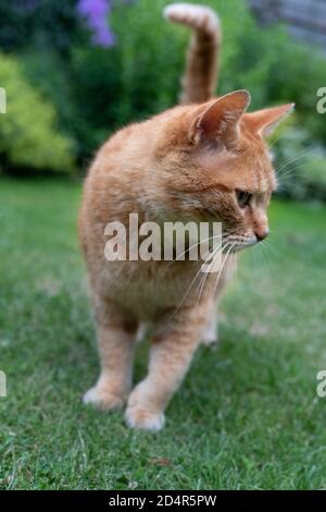 Un gatto rosso che cammina sull'erba nel giardino Foto Stock