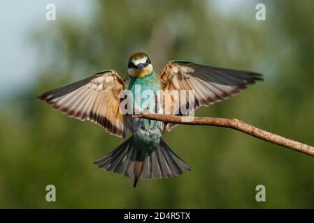 Vitale europeo ape-Eater, merops apiaster, atterraggio con ali aperte in tutta la natura estiva. Foto Stock