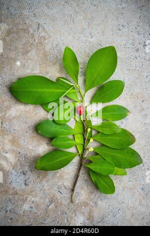 Foglie di Coca. Queste foglie della pianta di coca (Erythroxylon coca) contengono la cocaina chimica stimolante. Foto Stock