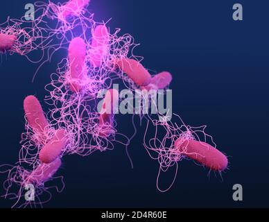 Questa è un'illustrazione medica dei batteri Typhi, sierotipo Salmonella, resistenti ai farmaci, presentati nei Centri per il controllo e la prevenzione delle malattie (CDC Foto Stock