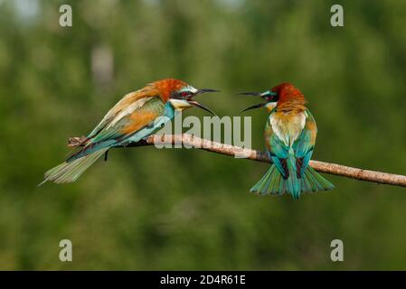 Vitale europeo ape-Eater, merops apiaster, atterraggio con ali aperte in tutta la natura estiva. Foto Stock