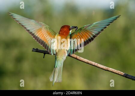 Vitale europeo ape-Eater, merops apiaster, atterraggio con ali aperte in tutta la natura estiva. Foto Stock
