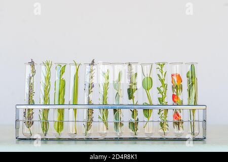 Illustrazione della ricerca su piante, erbe aromatiche e fiori. Foto Stock