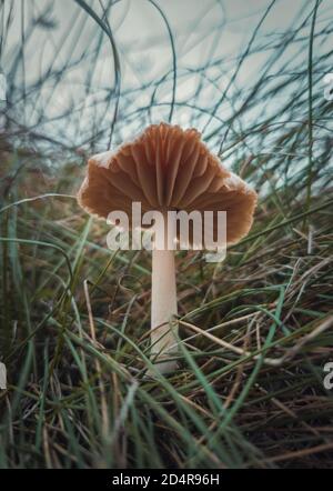 Primo piano di un singolo fungo selvatico che cresce attraverso le lame dell'erba. Moody sfondo autunnale, freschezza della natura con specie di funghi su t. Foto Stock