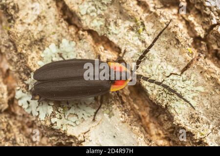 Lucidota atra (Lucidota atra) Foto Stock