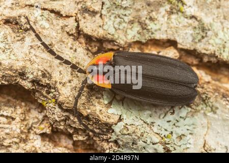 Lucidota atra (Lucidota atra) Foto Stock