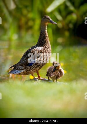 orgoglioso madre mallard anatra guardando fuori sopra le sue giovani anatroccoli. shot vetical per la copia spazio Foto Stock